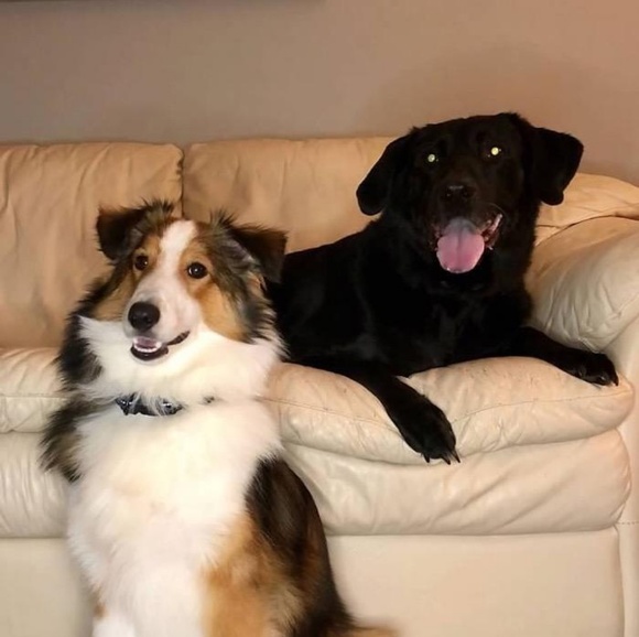 doglover_11566